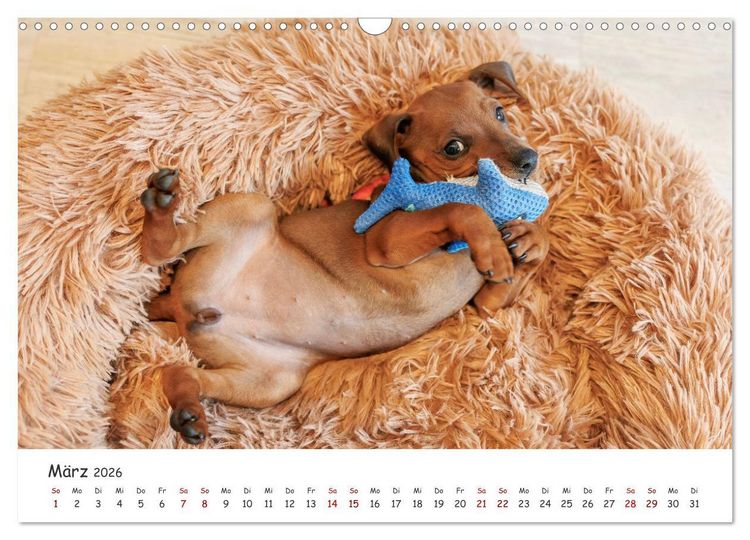 Produktbild: Zwergpinscher Sally&lsquo;s erstes Jahr (Wandkalender 2026 DIN A3 quer), CALVENDO Monatskalender