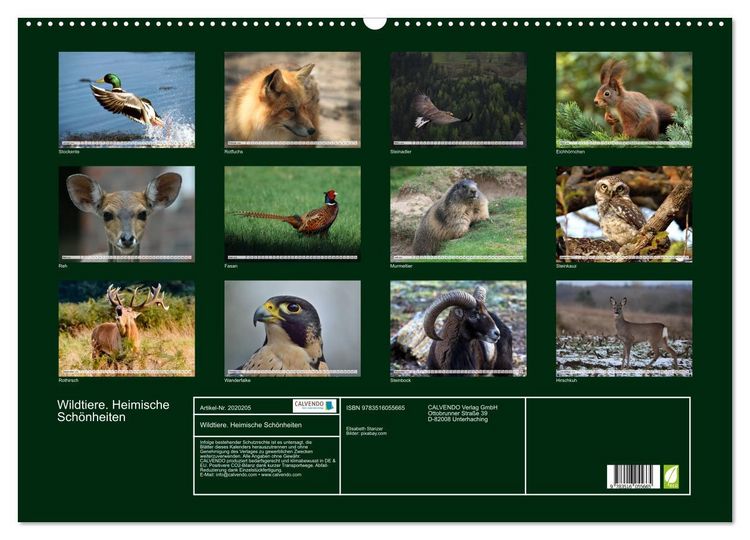 Produktbild: Wildtiere. Heimische Sch&ouml;nheiten (Wandkalender 2026 DIN A2 quer), CALVENDO Monatskalender