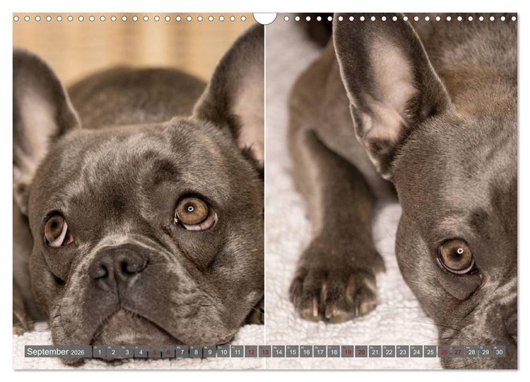 Produktbild: French Bully&acute;s - Gro&szlig;e Sch&auml;tze auf kleinen Pfoten (Wandkalender 2026 DIN A3 quer), CALVENDO Monatskalender