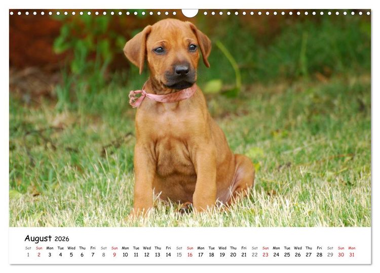 Produktbild: Rhodesian Ridgebacks (Wall Calendar 2026 DIN A3 landscape), CALVENDO 12 Month Wall Calendar