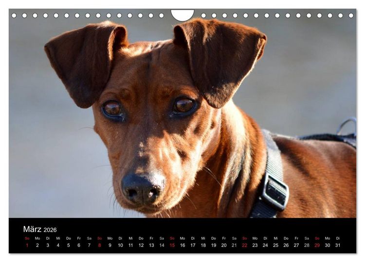 Produktbild: Deutscher Pinscher (Wandkalender 2026 DIN A4 quer), CALVENDO Monatskalender