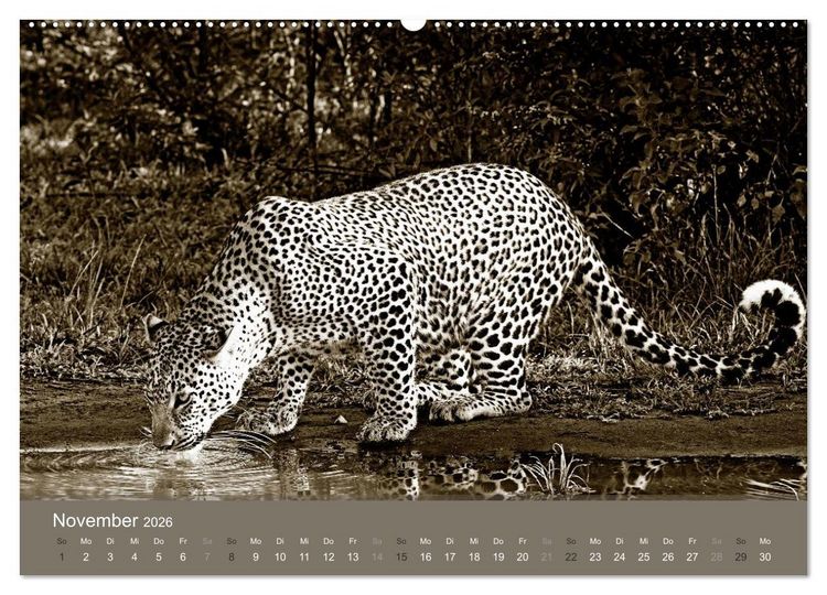 Produktbild: Wildes Afrika (hochwertiger Premium Wandkalender 2026 DIN A2 quer), Kunstdruck in Hochglanz