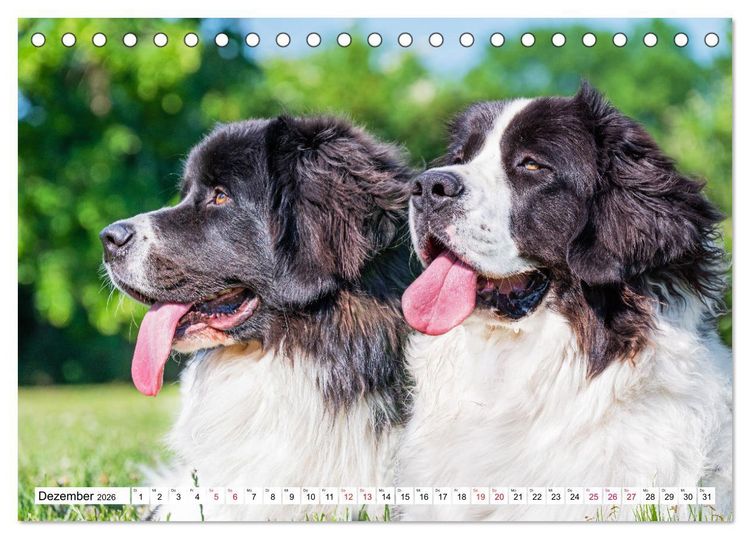 Produktbild: Traumhund Landseer (Tischkalender 2026 DIN A5 quer), CALVENDO Monatskalender