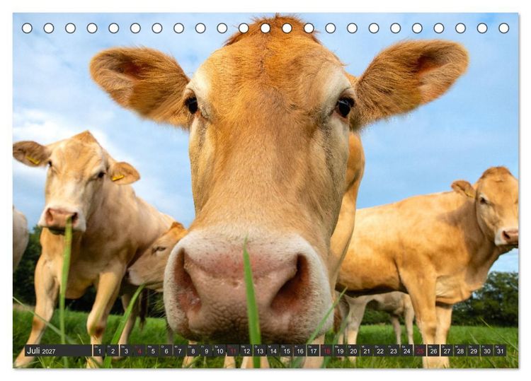 Produktbild: Leben am Naturpark um den D&uuml;mmer See (Tischkalender 2027 DIN A5 quer), CALVENDO Monatskalender