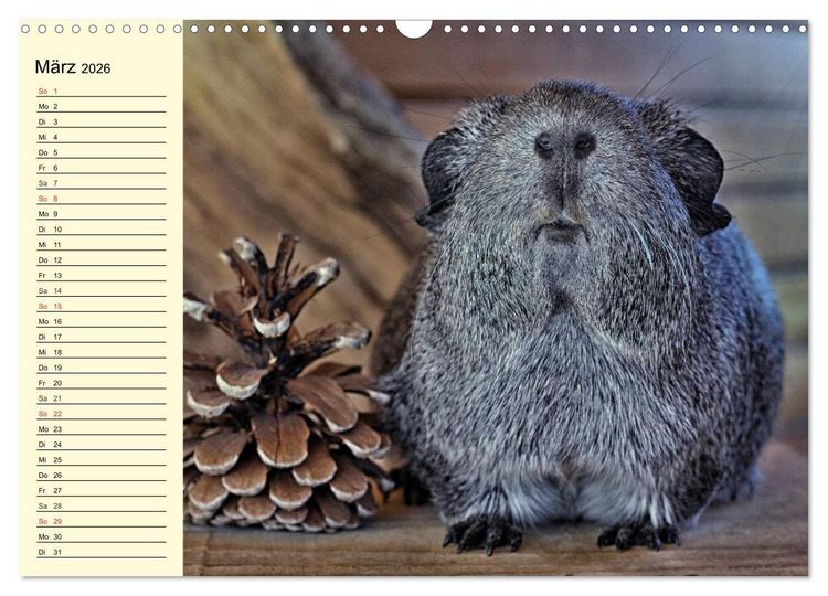 Produktbild: Meerschweinchen. Geliebte Nager (Wandkalender 2026 DIN A3 quer), CALVENDO Monatskalender