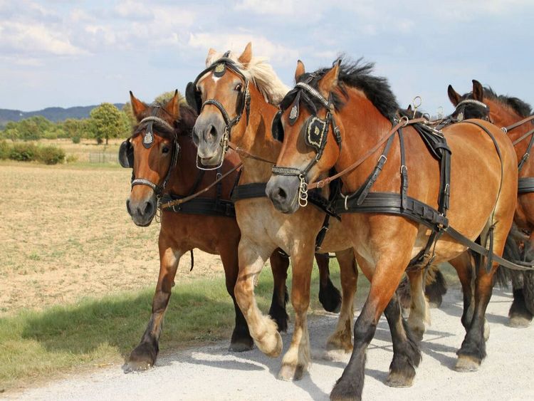 Produktbild: CALVENDO Puzzle Kaltblutgespann | 1000 Teile Lege-Gr&ouml;&szlig;e 64x48cm Foto-Puzzle f&uuml;r gl&uuml;ckliche Stunden