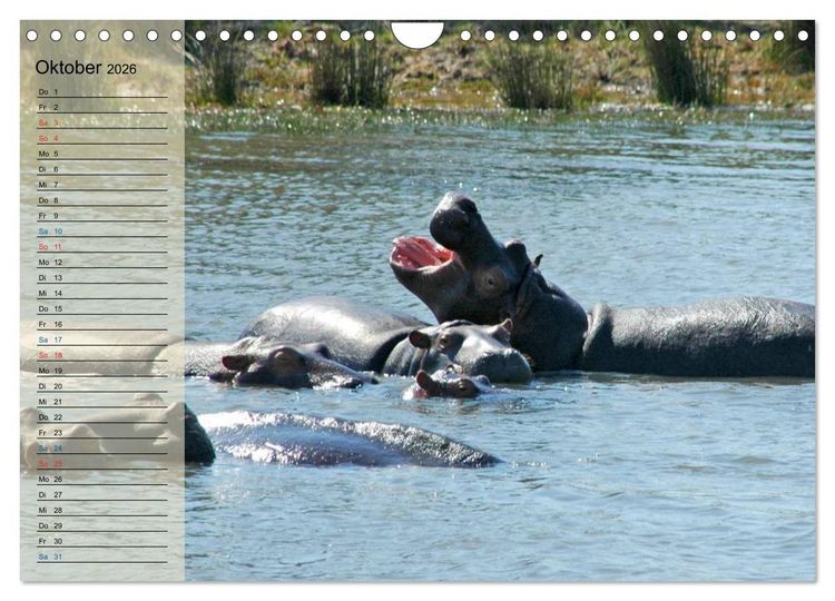 Produktbild: S&uuml;d Afrika - vom Kr&uuml;ger Nationalpark bis nach Kapstadt (Wandkalender 2026 DIN A4 quer), CALVENDO Monatskalender