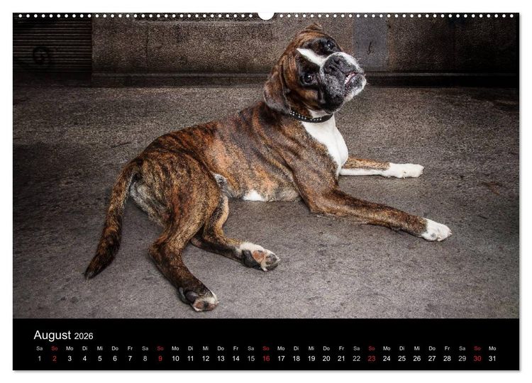 Produktbild: Urban Dogs - Hundekalender der anderen Art (Wandkalender 2026 DIN A2 quer), CALVENDO Monatskalender