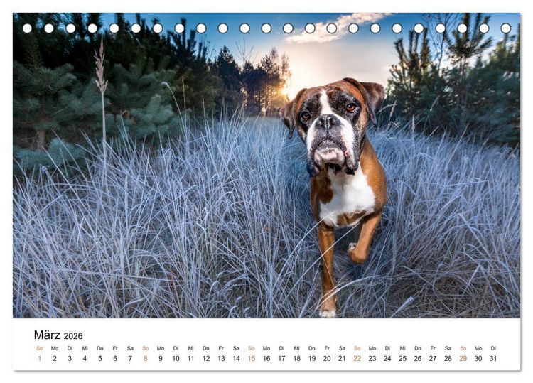 Produktbild: Deutscher Boxer (Tischkalender 2026 DIN A5 quer), CALVENDO Monatskalender