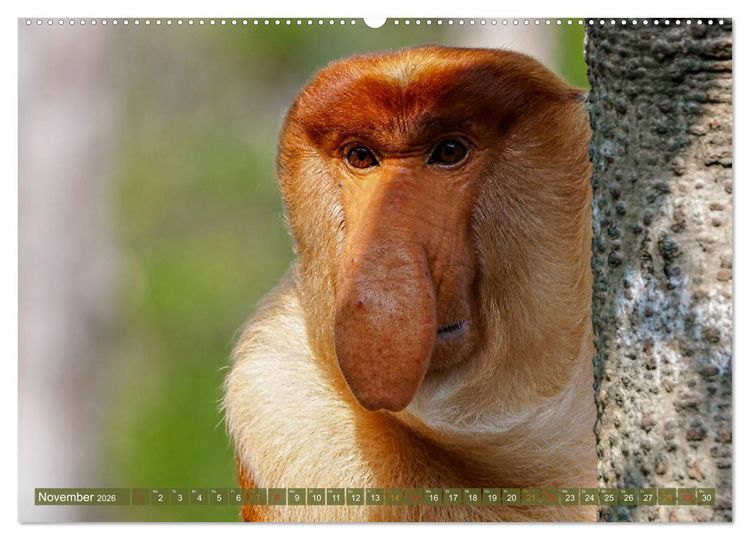 Produktbild: Nasenaffen von Borneo (Wandkalender 2026 DIN A2 quer), CALVENDO Monatskalender