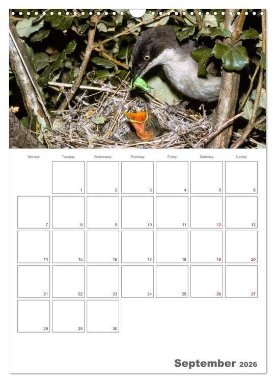 Produktbild: At the dawn of life the secret life of passerines (Wall Calendar 2026 DIN A3 portrait), CALVENDO 12 Month Wall Calendar