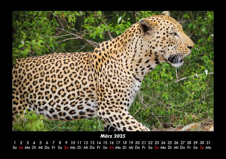 Produktbild: Welt der Tiere 2025 Fotokalender DIN A3