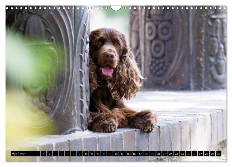 Produktbild: English Cocker Spaniel - Fr&ouml;hliche Gesellen (Wandkalender 2026 DIN A3 quer), CALVENDO Monatskalender
