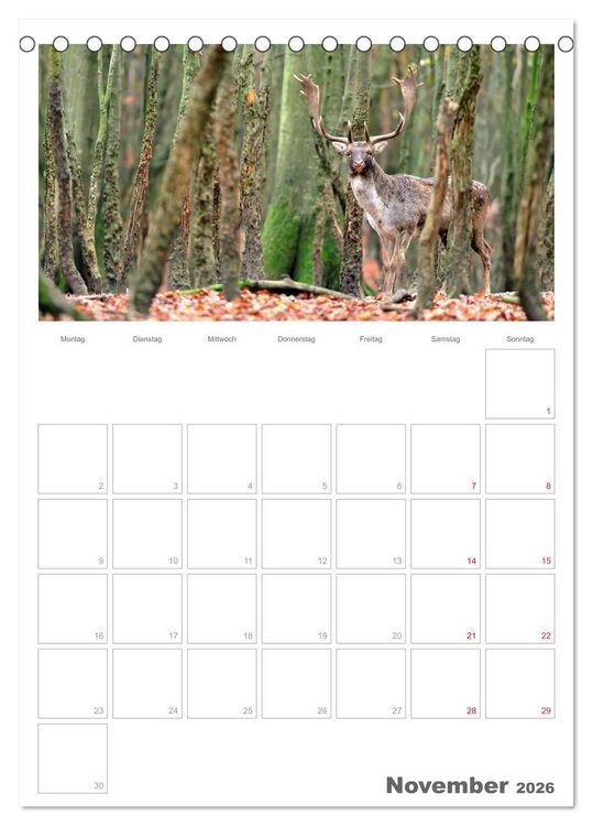 Produktbild: Rehe & Co / Planer (Tischkalender 2026 DIN A5 hoch), CALVENDO Monatskalender