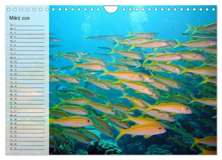 Produktbild: Paradiese im ewigen Blau. Die bunte Unterwasserwelt (Wandkalender 2026 DIN A4 quer), CALVENDO Monatskalender