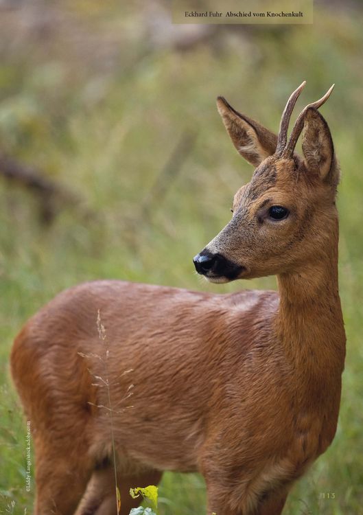 Produktbild: Lust auf Jagd