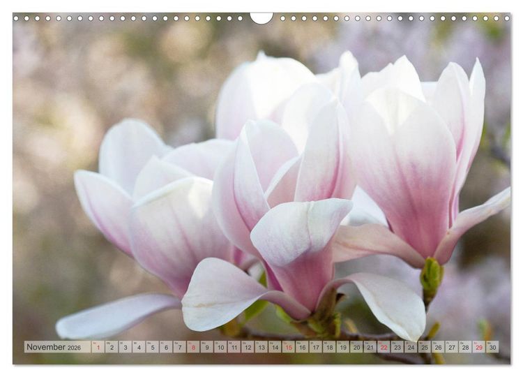 Produktbild: Magnolien Ein Bl&uuml;tenrausch (Wandkalender 2026 DIN A3 quer), CALVENDO Monatskalender
