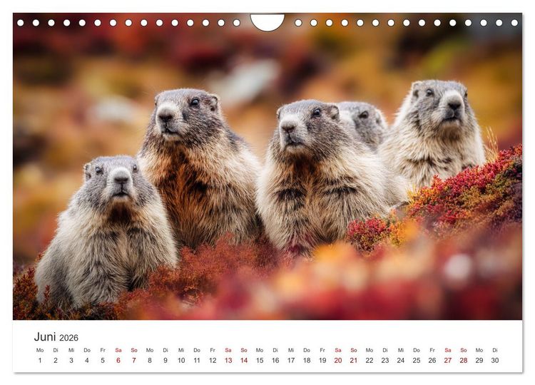 Produktbild: Alpenpl&uuml;sch - Mit Murmeltieren durchs Jahr (Wandkalender 2026 DIN A4 quer), CALVENDO Monatskalender