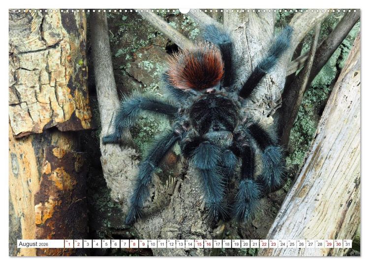 Produktbild: Haarige Gesellen (hochwertiger Premium Wandkalender 2026 DIN A2 quer), Kunstdruck in Hochglanz