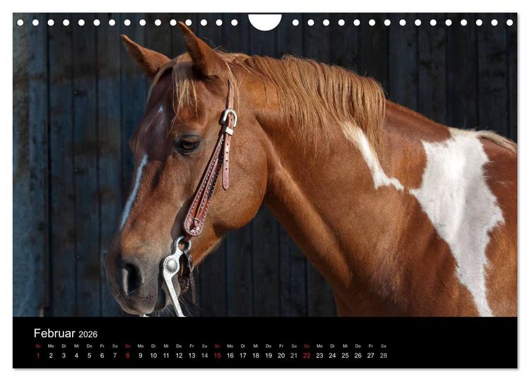 Produktbild: Pferdekalender (Wandkalender 2026 DIN A4 quer), CALVENDO Monatskalender