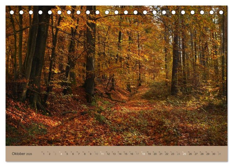 Produktbild: Unser Wald - Magische Sichten in norddeutsche W&auml;lder (Tischkalender 2026 DIN A5 quer), CALVENDO Monatskalender