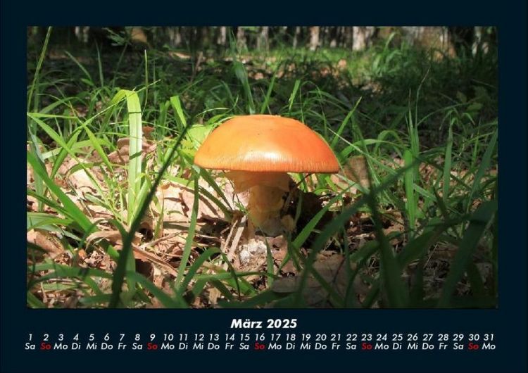 Produktbild: Pilzkalender 2025 Fotokalender DIN A4