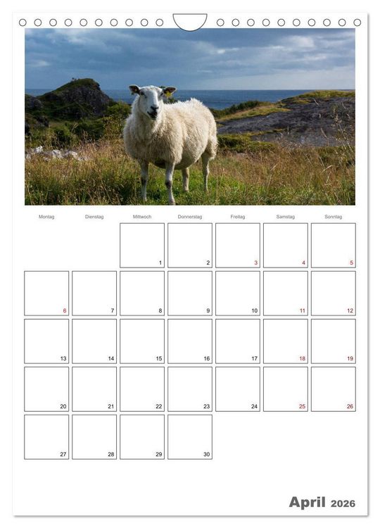 Produktbild: Schafe - 12 Monate in der Herde (Wandkalender 2026 DIN A4 hoch), CALVENDO Monatskalender