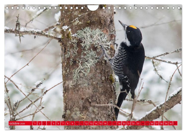 Produktbild: LA FOR&Ecirc;T DES PICS (Calendrier mural 2026 DIN A4 vertical), CALVENDO calendrier mensuel