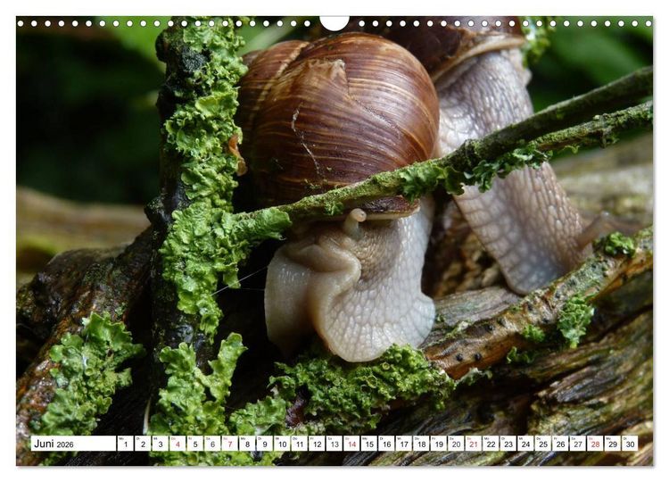 Produktbild: Meine Schnecken (Wandkalender 2026 DIN A3 quer), CALVENDO Monatskalender