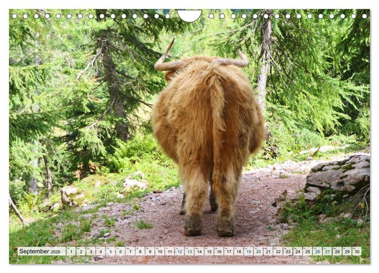 Produktbild: K&uuml;he im Einklang mit der Natur (Wandkalender 2026 DIN A4 quer), CALVENDO Monatskalender