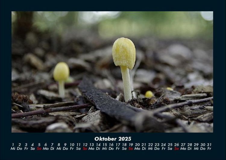 Produktbild: Pilzkalender 2025 Fotokalender DIN A4
