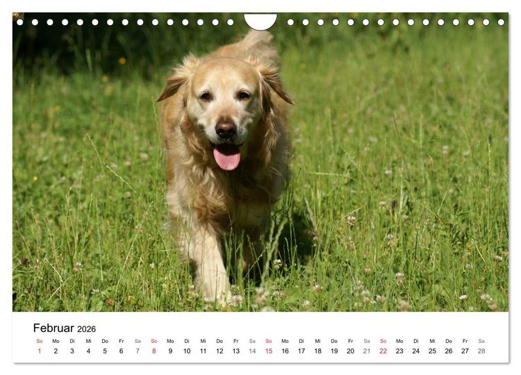 Produktbild: Golden Retriever Power (Wandkalender 2026 DIN A4 quer), CALVENDO Monatskalender
