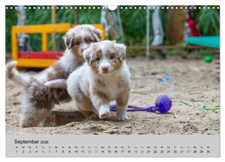 Produktbild: Australian Shepherd Welpen 2026 (Wandkalender 2026 DIN A3 quer), CALVENDO Monatskalender