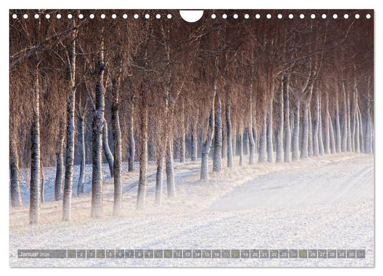 Produktbild: B&auml;ume (Wandkalender 2026 DIN A4 quer), CALVENDO Monatskalender