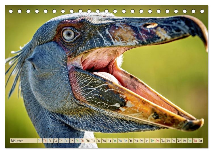 Produktbild: Schuhschnabel Vogel (Tischkalender 2027 DIN A5 quer), CALVENDO Monatskalender