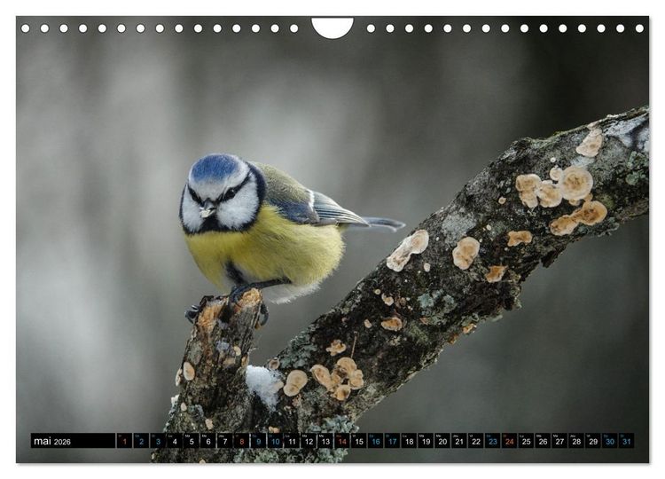 Produktbild: Mes anges bleus en &Icirc;le-de-France (Calendrier mural 2026 DIN A4 vertical), CALVENDO calendrier mensuel