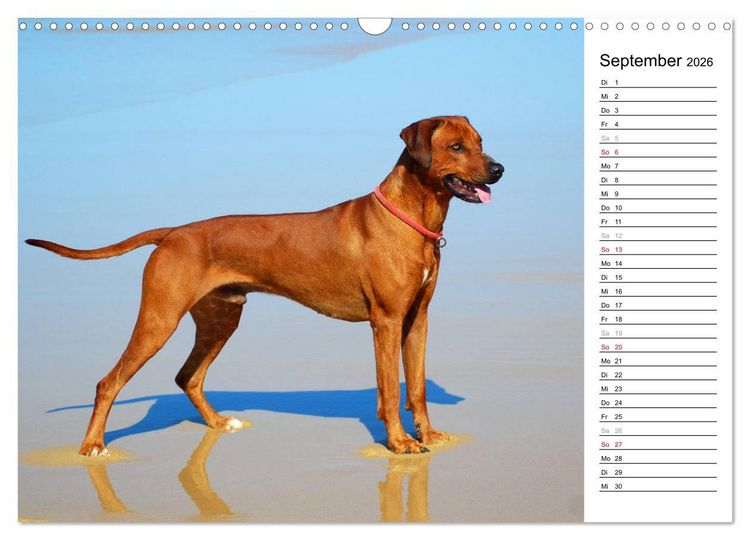 Produktbild: Rhodesian Ridgeback Terminkalender (Wandkalender 2026 DIN A3 quer), CALVENDO Monatskalender