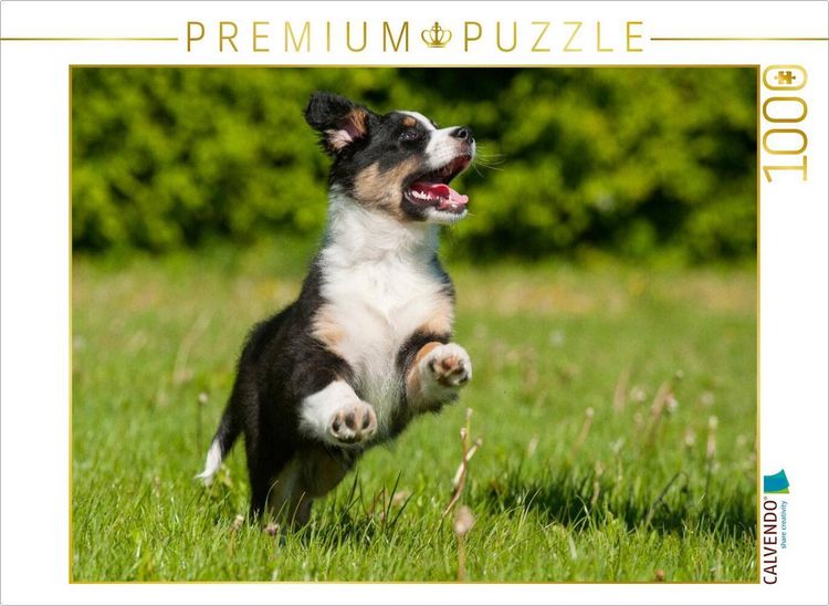 Produktbild: CALVENDO Puzzle Ein Motiv aus dem Kalender Bekannt wie ein bunter Hund. Australian Shepherd - Familienplaner hoch | 1000 Teile Lege-Gr&ouml;&szlig;e 64x48cm Foto