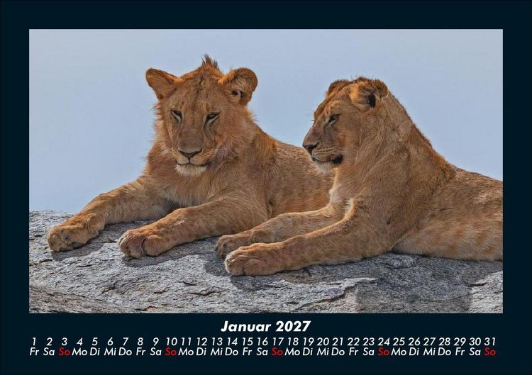 Produktbild: Tiere in der Wildnis 2027 Fotokalender DIN A5