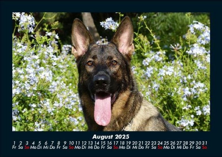 Produktbild: Der Hundekalender 2025 Fotokalender DIN A5