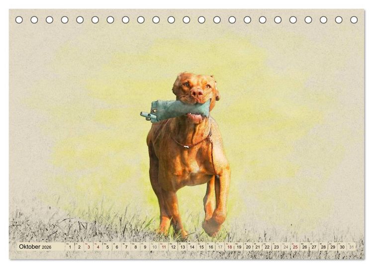 Produktbild: Magyar Vizsla 2026 (Tischkalender 2026 DIN A5 quer), CALVENDO Monatskalender
