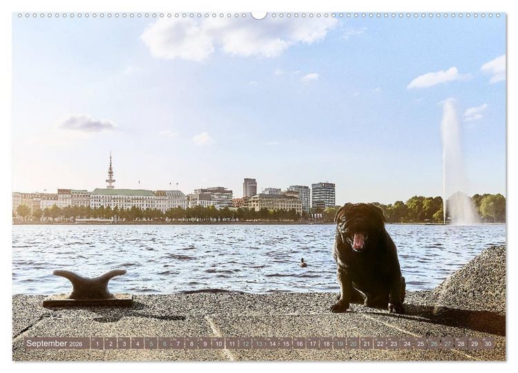 Produktbild: Hamburg - Stadt der M&ouml;pse (Wandkalender 2026 DIN A2 quer), CALVENDO Monatskalender