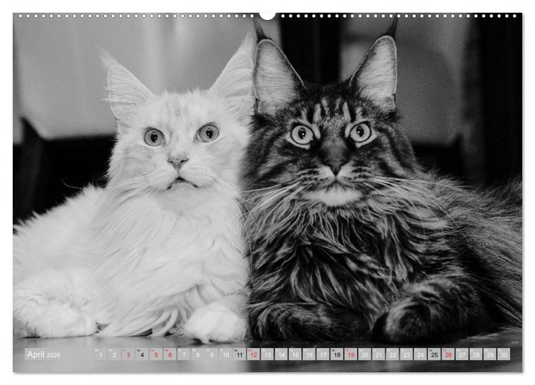 Produktbild: Katzen Pers&ouml;nlichkeiten 2026 (hochwertiger Premium Wandkalender 2026 DIN A2 quer), Kunstdruck in Hochglanz