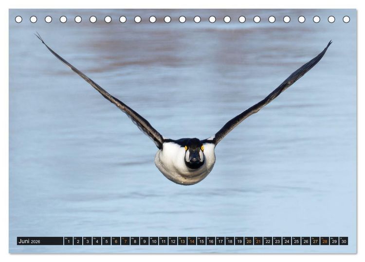Produktbild: Die grandiose Tierwelt von Finnland (Tischkalender 2026 DIN A5 quer), CALVENDO Monatskalender