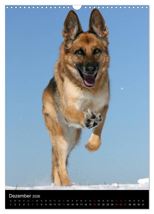 Produktbild: Deutscher Sch&auml;ferhund (Wandkalender 2026 DIN A3 hoch), CALVENDO Monatskalender