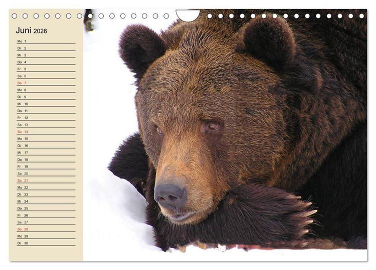 Produktbild: B&auml;ren (Wandkalender 2026 DIN A4 quer), CALVENDO Monatskalender