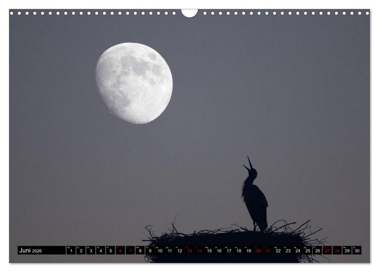 Produktbild: Die Sandersh&auml;user St&ouml;rche (Wandkalender 2026 DIN A3 quer), CALVENDO Monatskalender