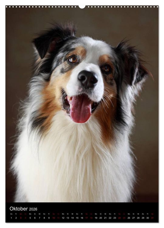 Produktbild: Geliebte Aussies - Australian Shepherds im Portrait (hochwertiger Premium Wandkalender 2026 DIN A2 hoch), Kunstdruck in Hochglanz