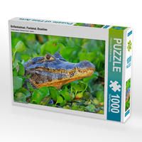 Produktbild: CALVENDO Puzzle Brillenkaiman, Pantanal, Brasilien | 1000 Teile Lege-Gr&ouml;&szlig;e 64x48cm Foto-Puzzle f&uuml;r gl&uuml;ckliche Stunden
