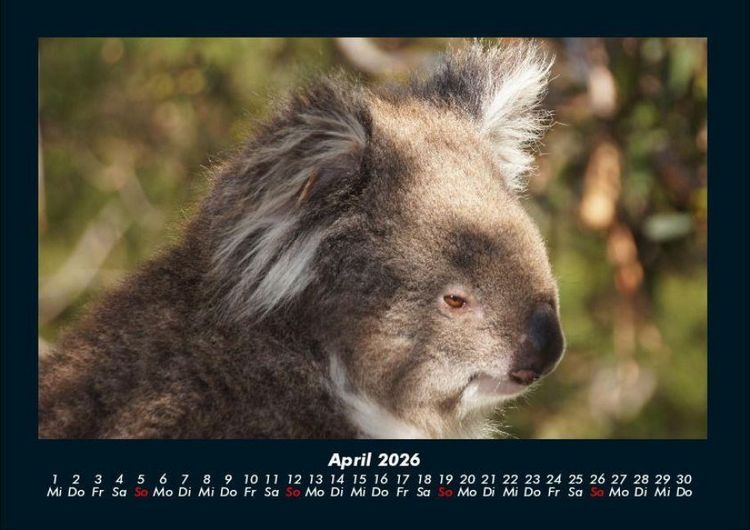 Produktbild: Koala 2026 Fotokalender DIN A4